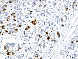 Invitrogen Phospho-NUDC (Ser326) Polyclonal Antibody 100 &mu;L; Unconjugated:Antibodies,