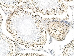 Invitrogen Phospho-NUDC (Ser326) Polyclonal Antibody 100 &mu;L; Unconjugated:Antibodies,