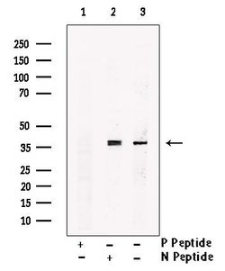 Invitrogen Phospho-NUDC (Ser326) Polyclonal Antibody 100 &mu;L; Unconjugated:Antibodies,