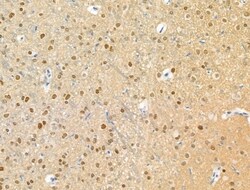 Invitrogen Phospho-ATF6 (Thr166) Polyclonal Antibody 100 &mu;L; Unconjugated:Antibodies,