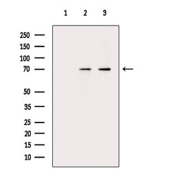 Invitrogen Phospho-ATF6 (Thr166) Polyclonal Antibody 100 &mu;L; Unconjugated:Antibodies,