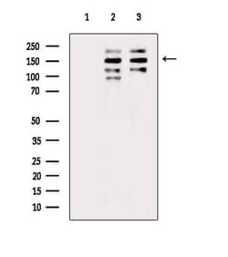 Invitrogen 53BP2 Polyclonal Antibody 100 &mu;L; Unconjugated:Antibodies,
