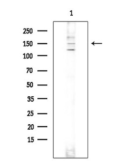 Invitrogen SOS1 Polyclonal Antibody 100 &mu;L; Unconjugated:Antibodies,