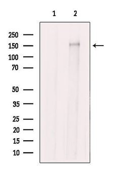 Invitrogen SOS1 Polyclonal Antibody 100 &mu;L; Unconjugated:Antibodies,