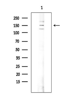 Invitrogen SOS1 Polyclonal Antibody 100 &mu;L; Unconjugated:Antibodies,
