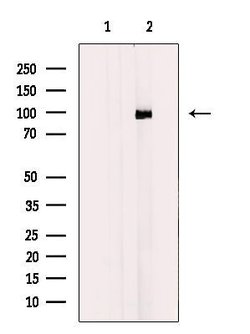 Invitrogen PCAF Polyclonal Antibody 100 &mu;L; Unconjugated:Antibodies,