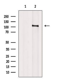 Invitrogen PCAF Polyclonal Antibody 100 &mu;L; Unconjugated:Antibodies,