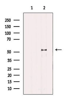 Naked1 Polyclonal Antibody:Antibodies, Polyclonal