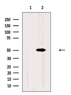 Invitrogen Naked2 Polyclonal Antibody 100 μL; Unconjugated:Antibodies,