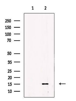 Invitrogen ENSA Polyclonal Antibody 100 &mu;L; Unconjugated:Antibodies,