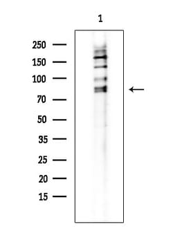 Invitrogen c-Mpl Polyclonal Antibody 100 &mu;L; Unconjugated:Antibodies,
