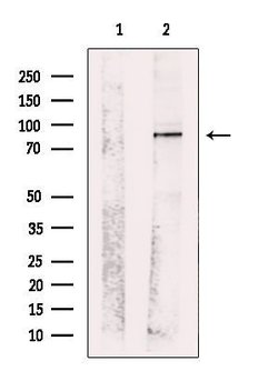 Invitrogen c-Mpl Polyclonal Antibody 100 &mu;L; Unconjugated:Antibodies,
