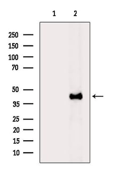 Invitrogen Rad52 Polyclonal Antibody 100 &mu;L; Unconjugated:Antibodies,