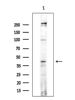 Invitrogen TOB1 Polyclonal Antibody 100 &mu;L; Unconjugated:Antibodies,