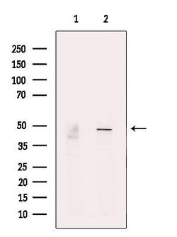 Invitrogen PSMC5 Polyclonal Antibody 100 &mu;L; Unconjugated:Antibodies,