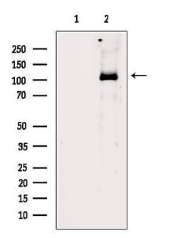Invitrogen PPIG Polyclonal Antibody 100 &mu;L; Unconjugated:Antibodies,