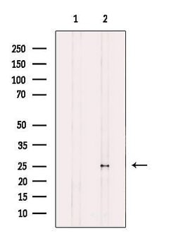Invitrogen MOB4A Polyclonal Antibody 100 &mu;L; Unconjugated:Antibodies,