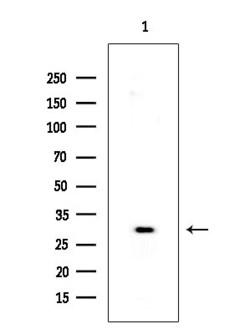 Invitrogen MOB4A Polyclonal Antibody 100 &mu;L; Unconjugated:Antibodies,