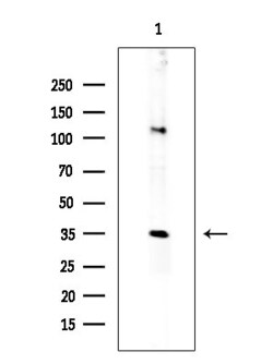 Invitrogen MOB4A Polyclonal Antibody 100 &mu;L; Unconjugated:Antibodies,