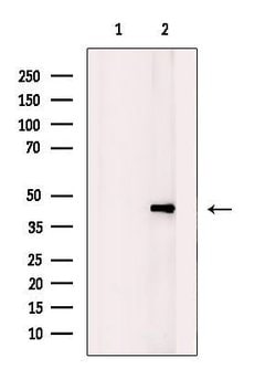 Invitrogen BABAM1 Polyclonal Antibody 100 &mu;L | Buy Online | Invitrogen&trade; | Fisher Scientific
