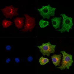 Invitrogen JAK1 Polyclonal Antibody 100 &mu;L; Unconjugated:Antibodies,