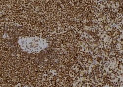 Invitrogen JAK1 Polyclonal Antibody 100 &mu;L; Unconjugated:Antibodies,