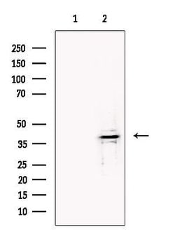Invitrogen B3GAT1 Polyclonal Antibody 100 &mu;L; Unconjugated:Antibodies,