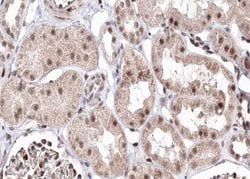 Invitrogen BMP-7 Polyclonal Antibody 100 μL; Unconjugated:Antibodies,