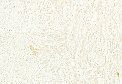 Invitrogen n-Myc Polyclonal Antibody 100 &mu;L; Unconjugated:Antibodies,