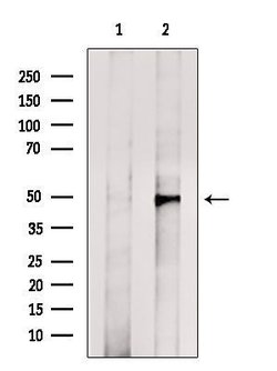 Invitrogen n-Myc Polyclonal Antibody 100 &mu;L; Unconjugated:Antibodies,