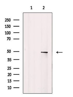 Invitrogen n-Myc Polyclonal Antibody 100 &mu;L; Unconjugated:Antibodies,