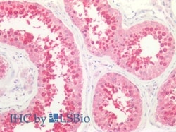 Invitrogen Caspase 9 (Cleaved Asp353) Polyclonal Antibody 100 &mu;L; Unconjugated:Antibodies,