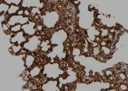 Invitrogen Caspase 9 (Cleaved Asp353) Polyclonal Antibody 100 &mu;L; Unconjugated:Antibodies,