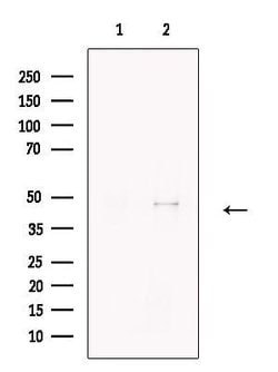 Invitrogen Caspase 9 (Cleaved Asp353) Polyclonal Antibody 100 &mu;L; Unconjugated:Antibodies,