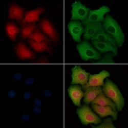 Invitrogen Caspase 9 (Cleaved Asp330) Polyclonal Antibody 100 &mu;L; Unconjugated:Antibodies,