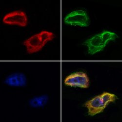 Invitrogen Caspase 9 (Cleaved Asp330) Polyclonal Antibody 100 &mu;L; Unconjugated:Antibodies,