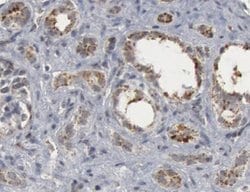 Invitrogen Caspase 9 (Cleaved Asp330) Polyclonal Antibody 100 &mu;L; Unconjugated:Antibodies,