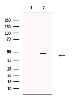 Invitrogen Caspase 9 (Cleaved Asp330) Polyclonal Antibody 100 &mu;L; Unconjugated:Antibodies,