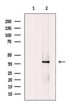 MKP-1 Polyclonal Antibody:Antibodies, Polyclonal