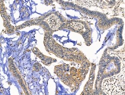 Invitrogen EDG2 Polyclonal Antibody 100 &mu;L; Unconjugated:Antibodies,