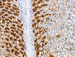 Invitrogen EDG2 Polyclonal Antibody 100 &mu;L; Unconjugated:Antibodies,