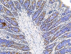 Invitrogen EDG2 Polyclonal Antibody 100 &mu;L; Unconjugated:Antibodies,
