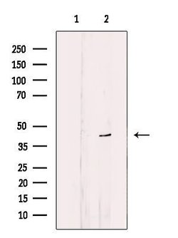 Invitrogen EDG2 Polyclonal Antibody 100 &mu;L; Unconjugated:Antibodies,