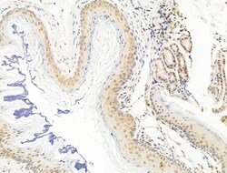 Invitrogen HDAC5 Polyclonal Antibody 100 &mu;L; Unconjugated:Antibodies,