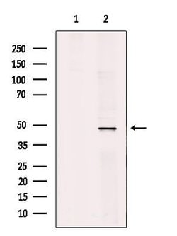 Invitrogen TRAF1 Polyclonal Antibody 100 μL; Unconjugated:Antibodies,