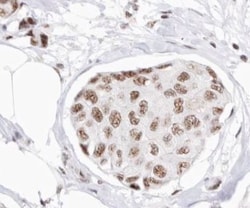 Invitrogen Cyclin H Polyclonal Antibody 100 μL; Unconjugated:Antibodies,