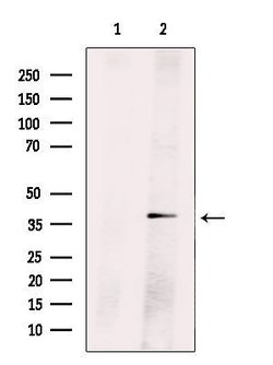 Invitrogen Cyclin H Polyclonal Antibody 100 μL; Unconjugated:Antibodies,