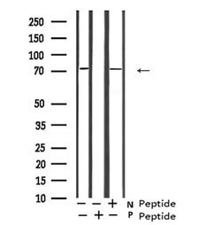 Invitrogen Phospho-GAB2 (Ser623) Polyclonal Antibody 100 &mu;L | Buy Online | Invitrogen&trade; | Fisher Scientific