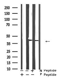 Invitrogen Phospho-ATF4 (Ser219) Polyclonal Antibody 100 &mu;L; Unconjugated:Antibodies,