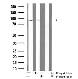 Invitrogen Phospho-ATRIP (Ser224) Polyclonal Antibody 100 &mu;L | Buy Online | Invitrogen&trade; | Fisher Scientific